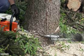 Best Palm Tree Trimming  in USA